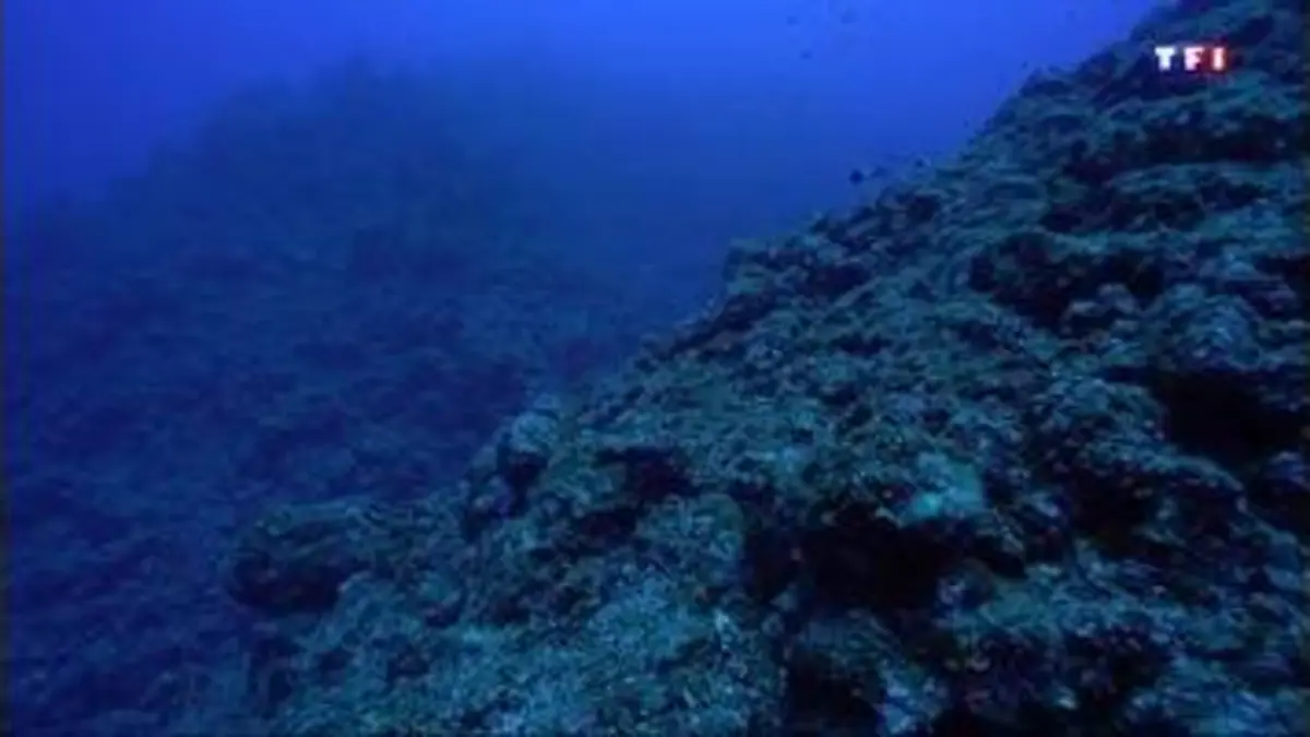 replay de Série sur des destinations de rêve (5/5) : plongée dans les coulées de lave sous-marine de La Réunion