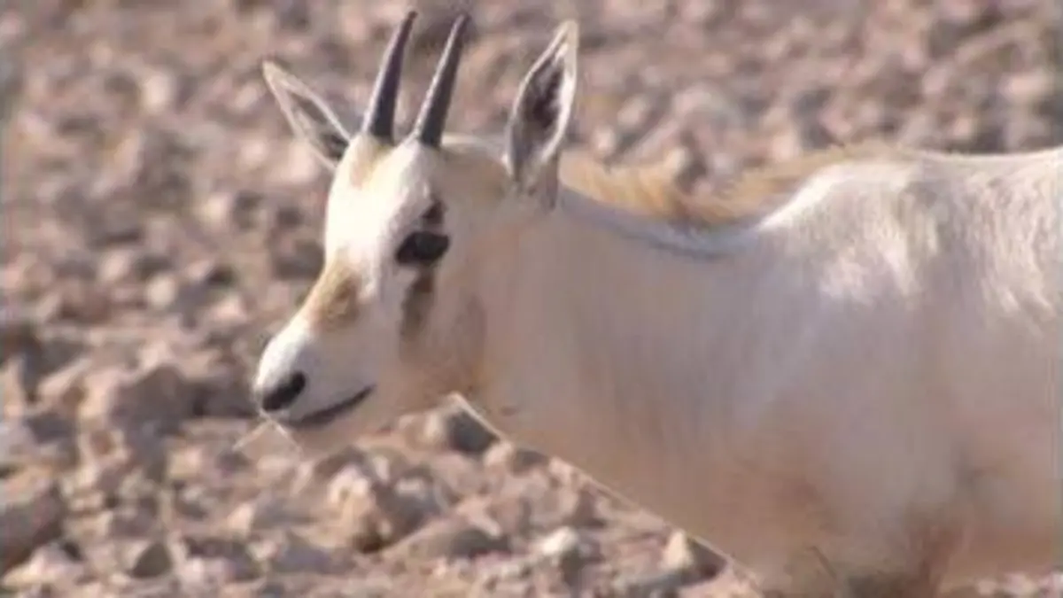 replay de Sultanat d'Oman : l'oryx, l'élégante gazelle du désert