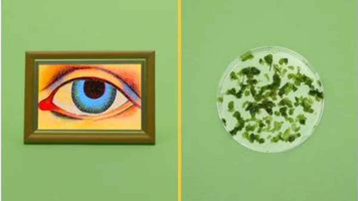replay de Un oeil humain et une algue, c'est quoi le rapport ?