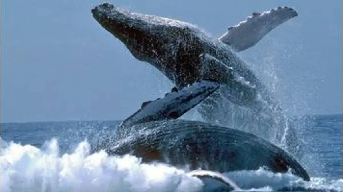 replay de Voyage avec les baleines à bosse