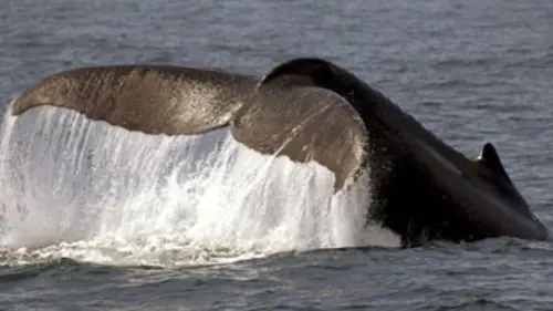 GEOlino Açores : des baleines et des hommes