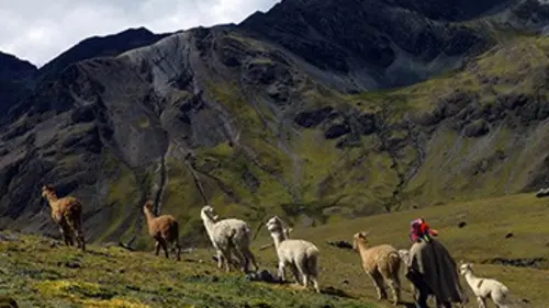 GEOlino Un alpaga pour Christobal