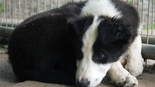 GEOlino Chiens, graines de champion