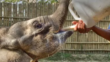 Inde, la clinique de la jungle