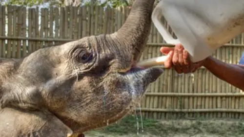 GEOlino S01E06 Inde, la clinique de la jungle