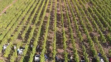 Les vendanges de l'extrême