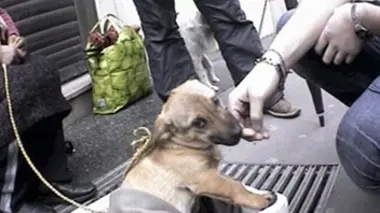 Urgences animaux en danger