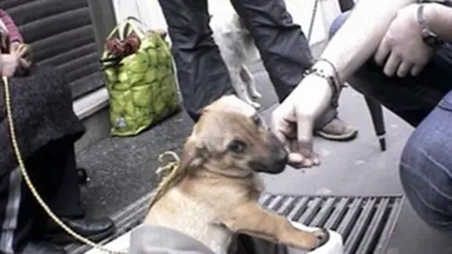 Reportages S01E03 Urgences animaux en danger