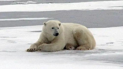 Reportages A la poursuite de l'ours blanc