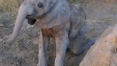 Stéphanie et les éléphants du Tchad