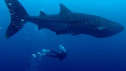 Reportages Plongée sur l'île aux requins