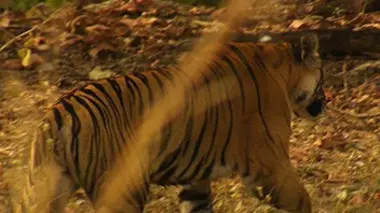Au royaume des derniers tigres du Bengale