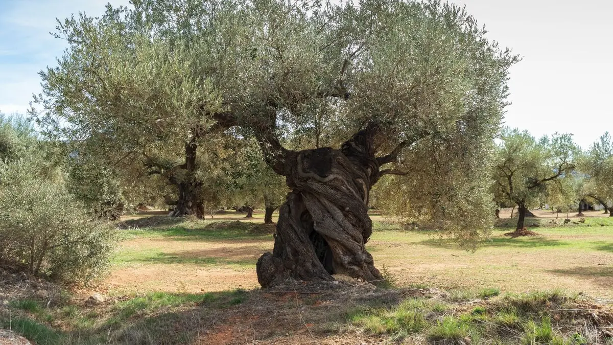 Reportages courts Les oliviers centenaires