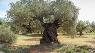 Les oliviers centenaires