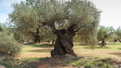 Reportages courts Les oliviers centenaires