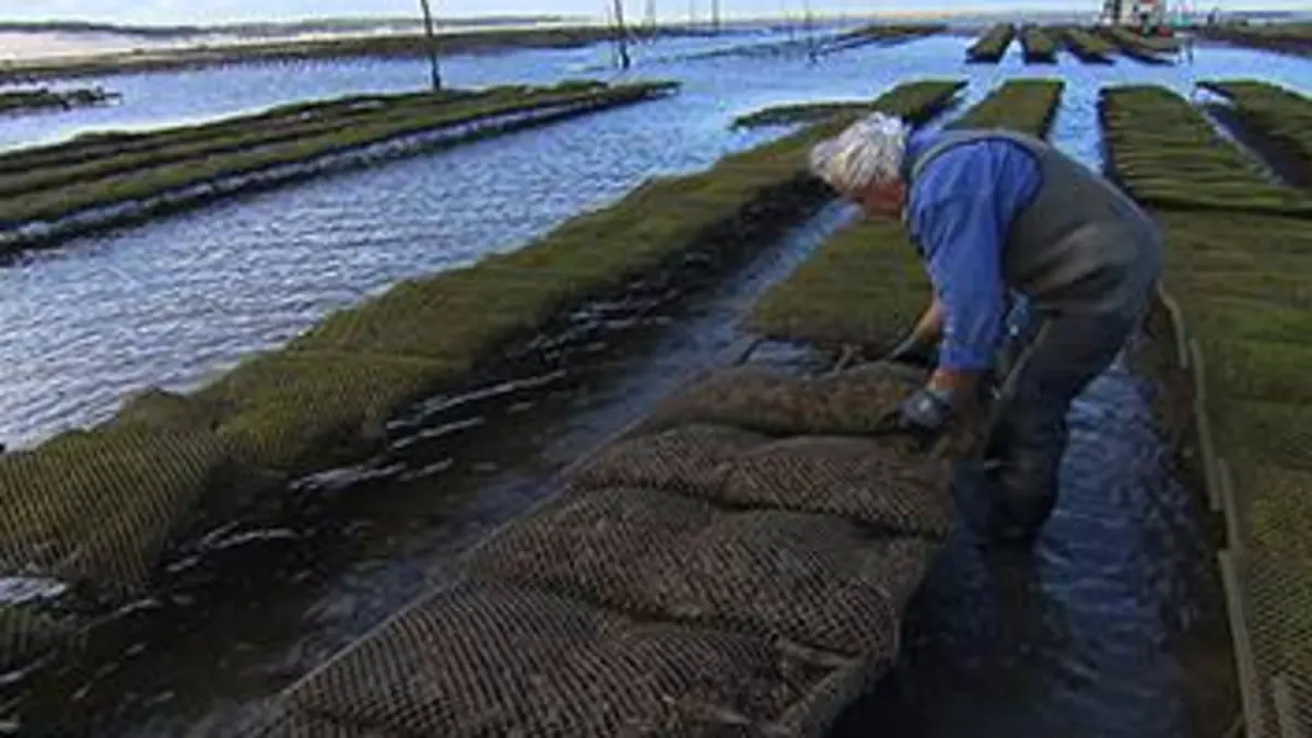 Reportages découverte 4 saisons sur le bassin d'Arcachon