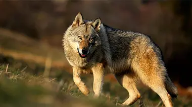 Les mordus des nouveaux animaux de compagnie