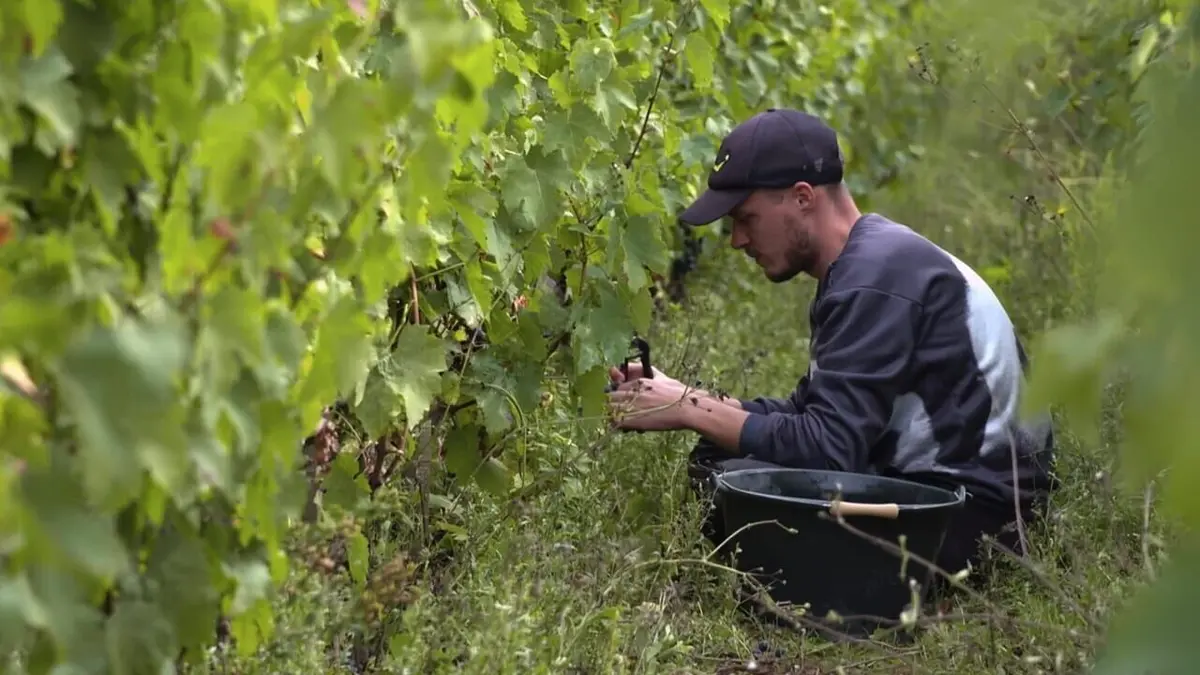 Reportages découverte S07E339 Jeunes agriculteurs et fiers de l'être