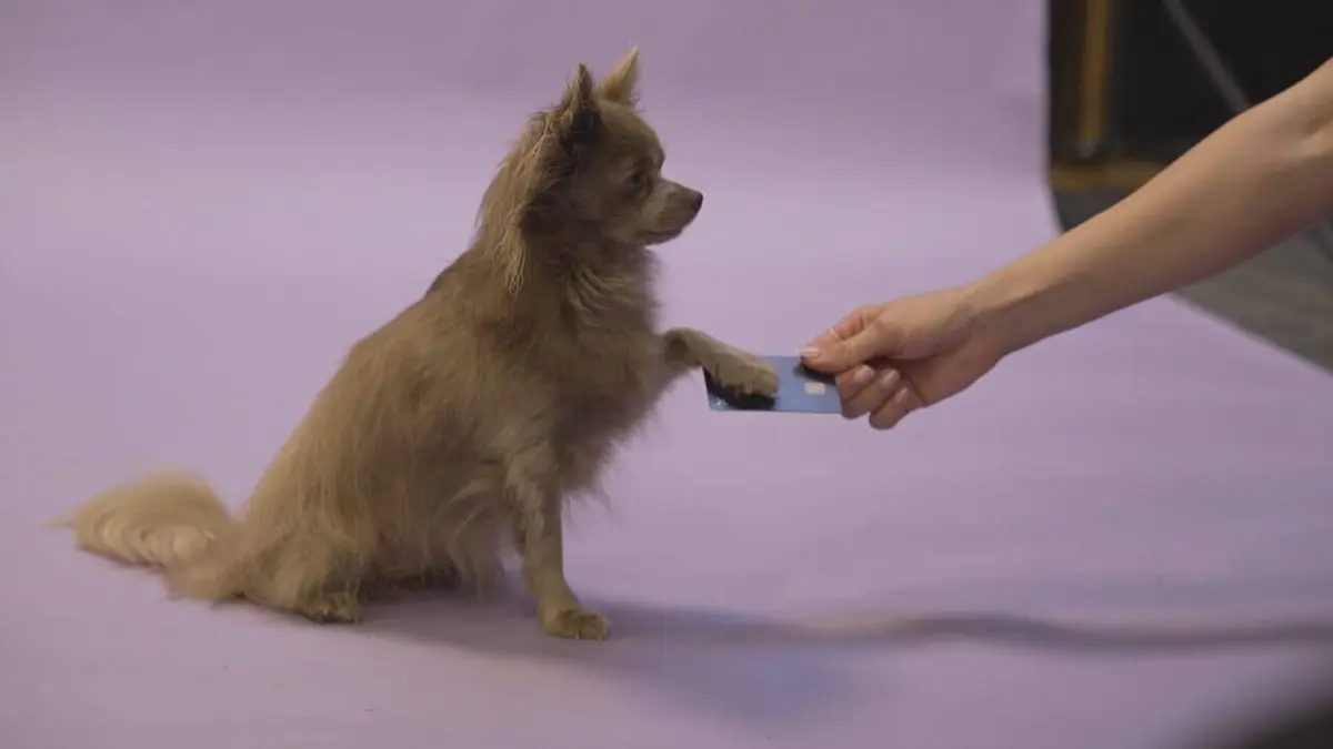 Reportages découverte S09E18 Animaux de compagnie : business et trafic