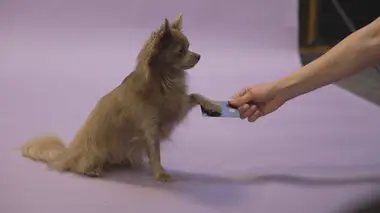 Animaux de compagnie : business et trafic