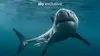 Requin Alpha, maître des océans