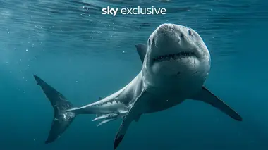 Requin Alpha, maître des océans