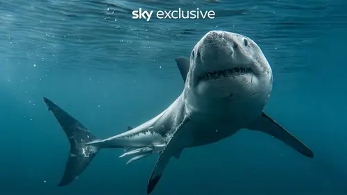 Requin Alpha, maître des océans