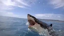 Requin-bouledogue requin dangereux