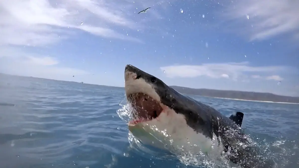 Visuel de Requin-bouledogue requin dangereux