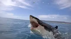 Visuel de Requin-bouledogue requin dangereux