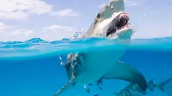 Requin, le mangeur de sable