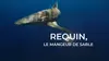 Requin, le mangeur de sable