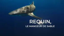 Requin, le mangeur de sable
