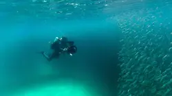 Requin, le mangeur de sable