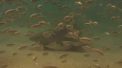 Requin, le mangeur de sable