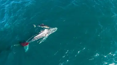 Requin vs Baleine