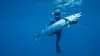 Requin vs thon