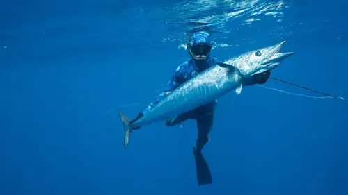 Requin vs thon