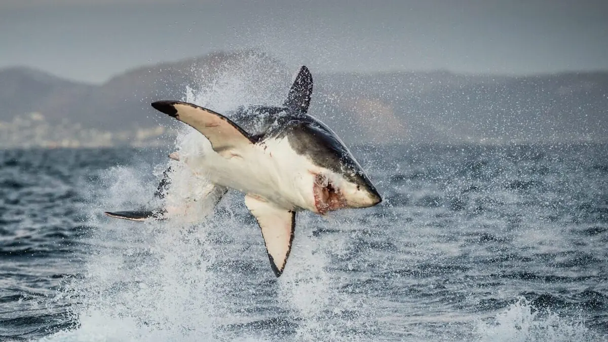 Requins à l'ère des dinosaures