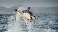 Visuel de Requins à l'ère des dinosaures