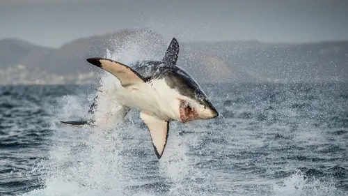Requins à l'ère des dinosaures