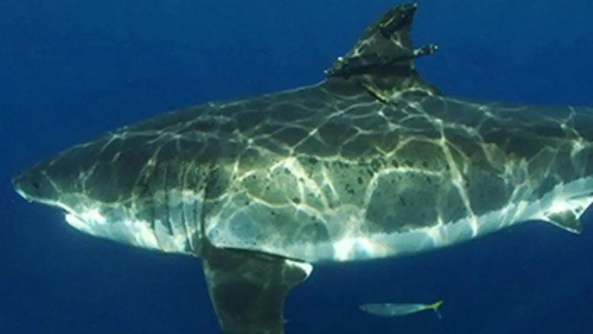 Requins blancs : le grand malentendu ?