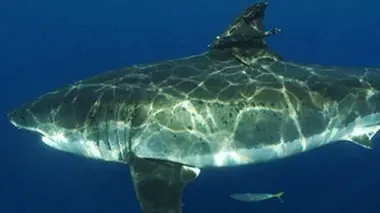 Requins blancs : le grand malentendu ?