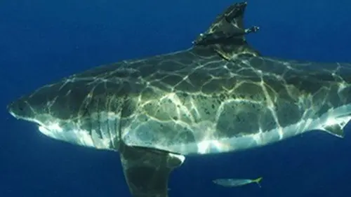 Requins blancs : le grand malentendu ?