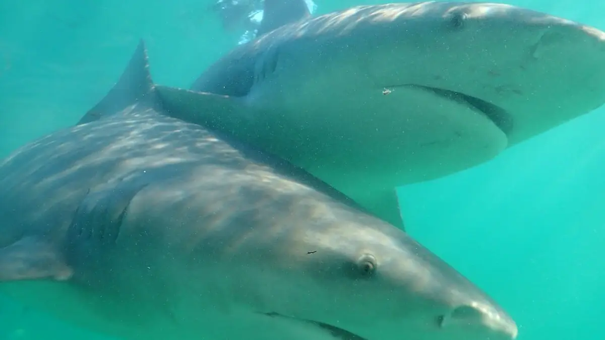 Requins-bouledogues vs requins-marteaux