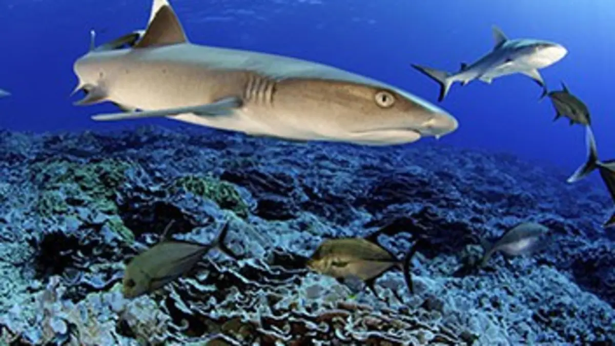 Requins des îles perdues du Pacifique