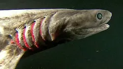 Visuel de Requins des profondeurs