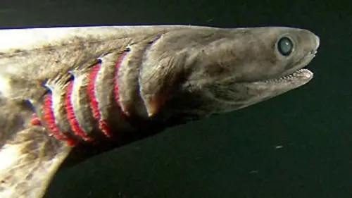 Requins des profondeurs