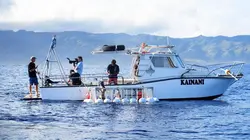 Requins en Amérique : un danger pour l'homme