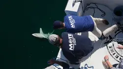 Requins en Amérique : un danger pour l'homme